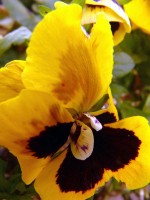 /album/plants/plant-14-jpg/